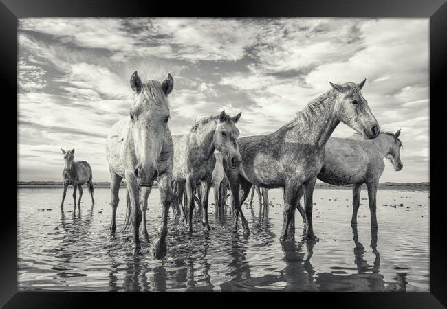 Curious Camargue Youngsters Framed Print by Helkoryo Photography