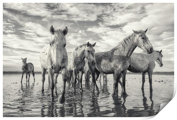 Curious Camargue Youngsters Print by Helkoryo Photography