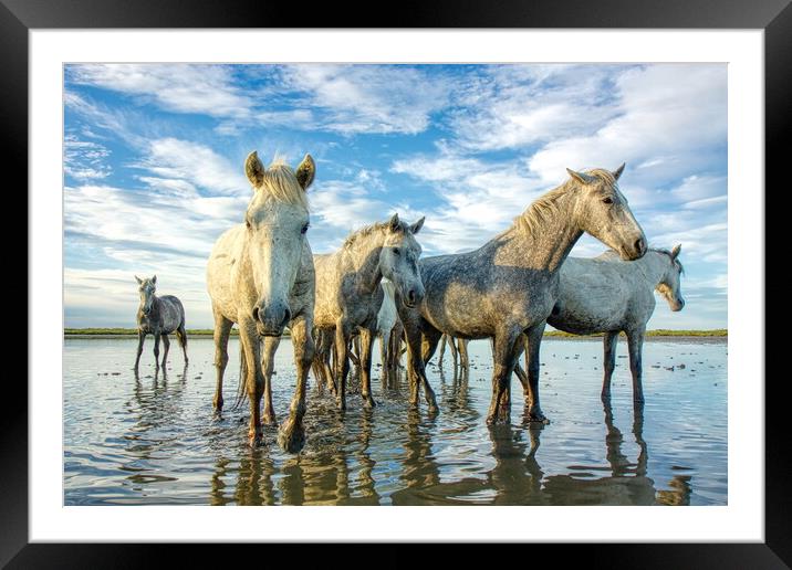 Playful Camargue Mares Framed Mounted Print by Helkoryo Photography
