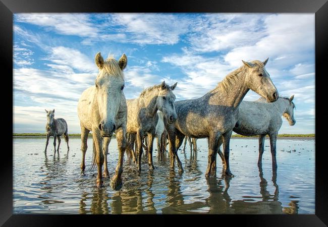 Playful Camargue Mares Framed Print by Helkoryo Photography