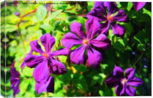 Purple Clematis Flowers Impressions Canvas Print by Taina Sohlman