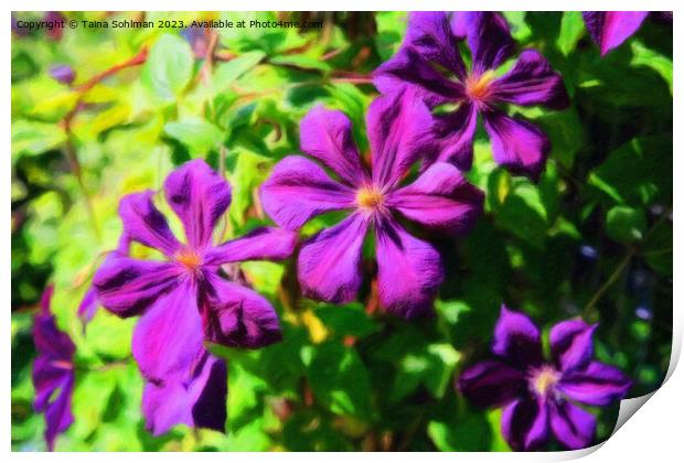 Purple Clematis Flowers Impressions Print by Taina Sohlman