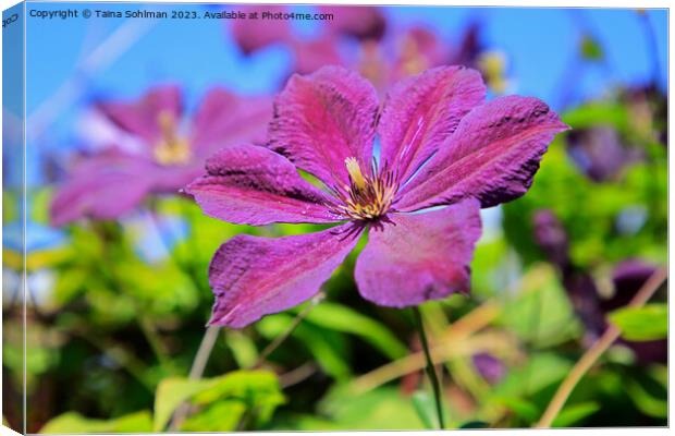 Single Purple Clematis Flower  Canvas Print by Taina Sohlman