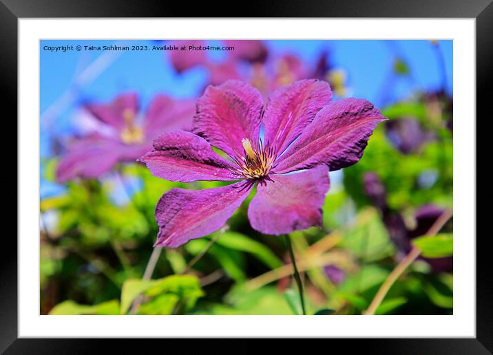 Single Purple Clematis Flower  Framed Mounted Print by Taina Sohlman