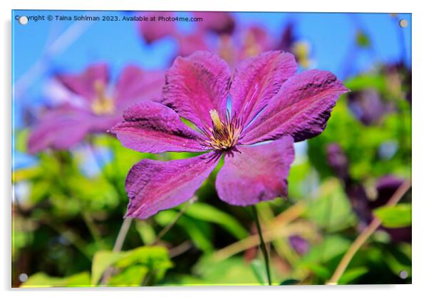 Single Purple Clematis Flower  Acrylic by Taina Sohlman