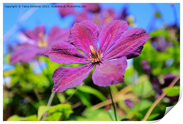 Single Purple Clematis Flower  Print by Taina Sohlman