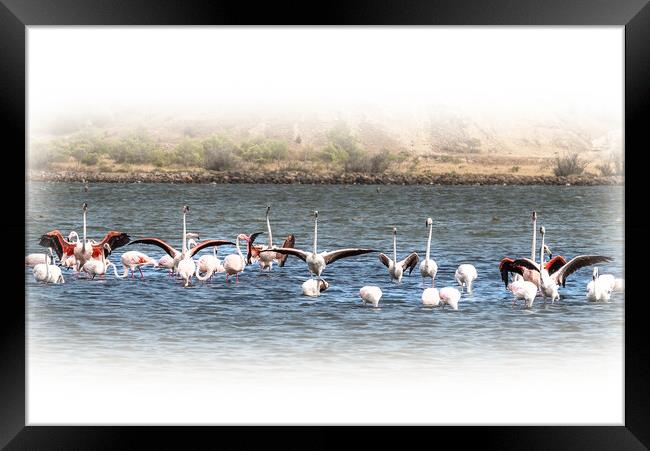 Salt Lake Flamingos  Peyriac-de-Mer Framed Print by Jim Key