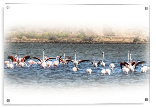 Salt Lake Flamingos  Peyriac-de-Mer Acrylic by Jim Key