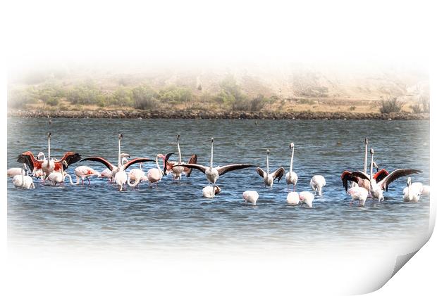 Salt Lake Flamingos  Peyriac-de-Mer Print by Jim Key
