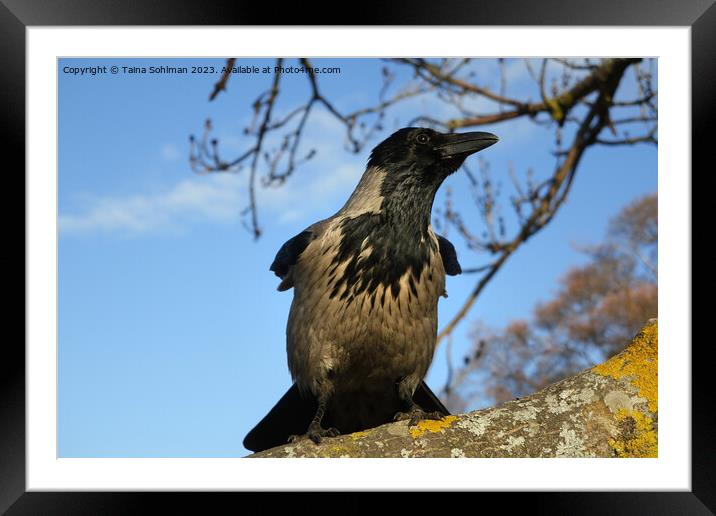 Male Hooded Crow Watching Over His Kingdom Framed Mounted Print by Taina Sohlman