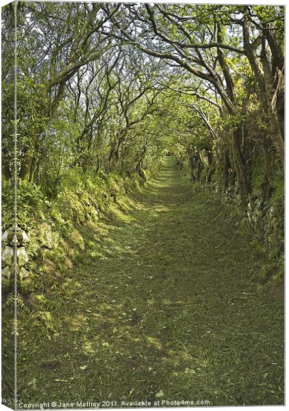 Green Country Lane Canvas Print by Jane McIlroy
