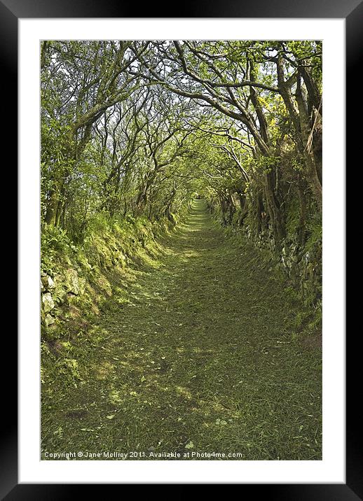 Green Country Lane Framed Mounted Print by Jane McIlroy