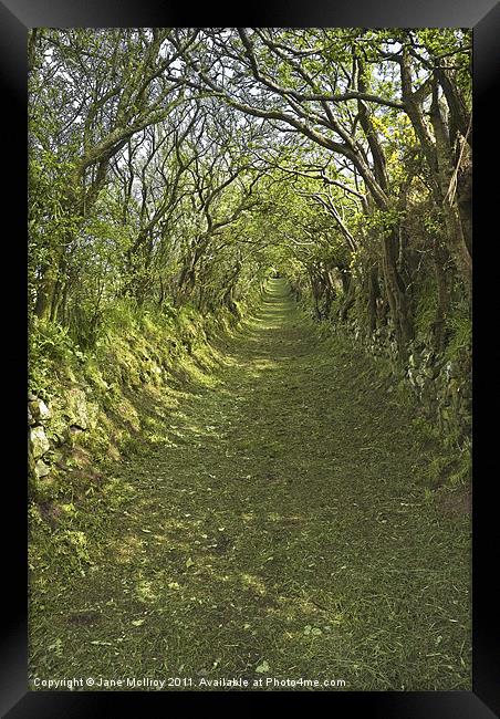 Green Country Lane Framed Print by Jane McIlroy