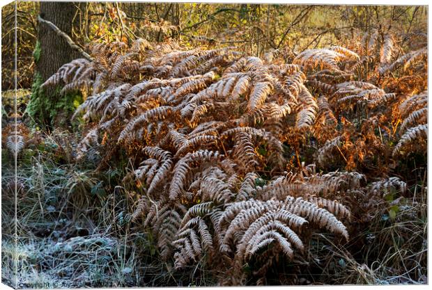 Frost covered ferns in the sunshine Canvas Print by Joy Walker