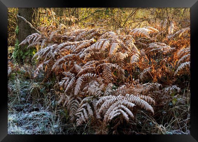 Frost covered ferns in the sunshine Framed Print by Joy Walker