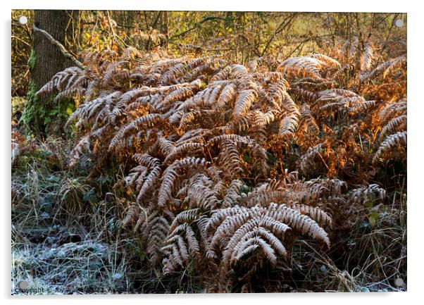 Frost covered ferns in the sunshine Acrylic by Joy Walker