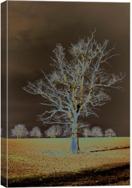 A tree in a field Canvas Print by Joy Walker