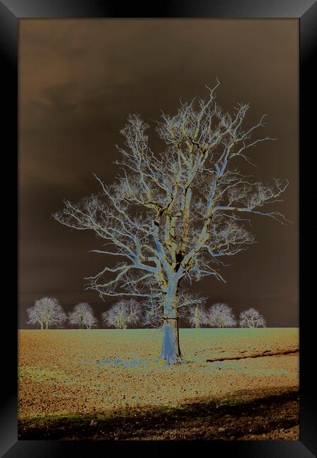A tree in a field Framed Print by Joy Walker
