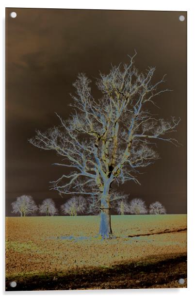A tree in a field Acrylic by Joy Walker