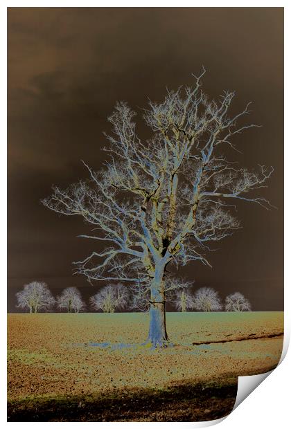 A tree in a field Print by Joy Walker
