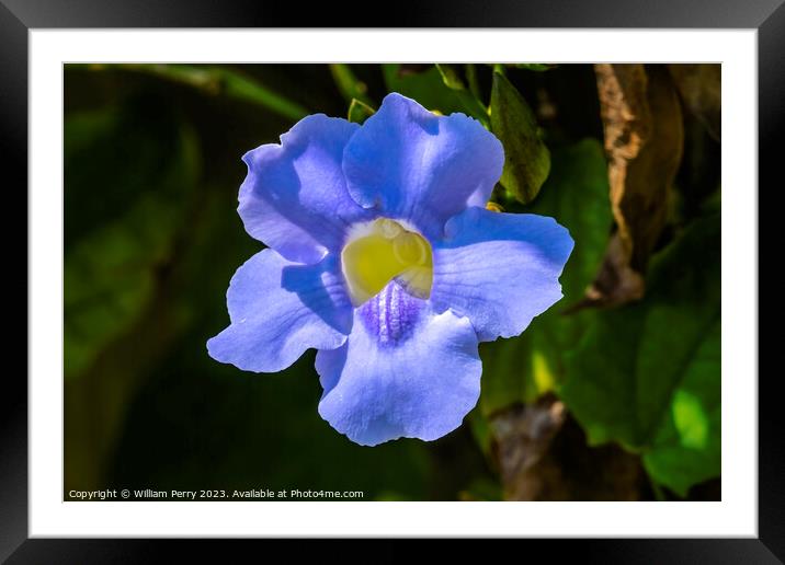 Blue Flower Bengal Clock Vine Fairchild Garden Florida Framed Mounted Print by William Perry