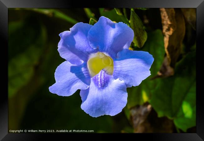 Blue Flower Bengal Clock Vine Fairchild Garden Florida Framed Print by William Perry
