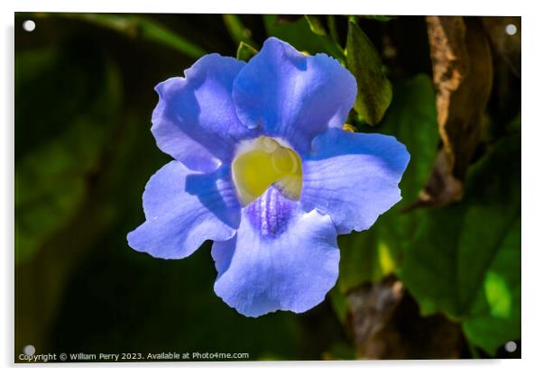 Blue Flower Bengal Clock Vine Fairchild Garden Florida Acrylic by William Perry