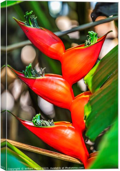 Red Flowers Hanging Lobster Claws Fairchild Garden Coral Gables  Canvas Print by William Perry