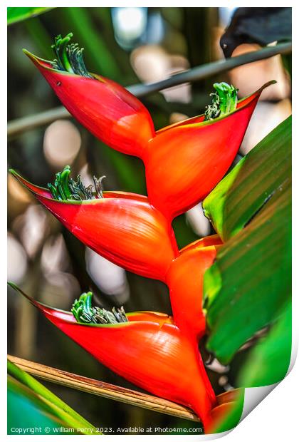 Red Flowers Hanging Lobster Claws Fairchild Garden Coral Gables  Print by William Perry