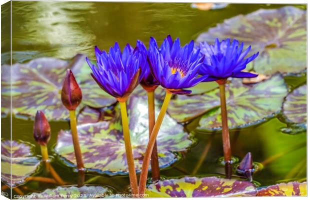 Blue Nymphea Water Lily Fairchild Garden Coral Gables Florida Canvas Print by William Perry