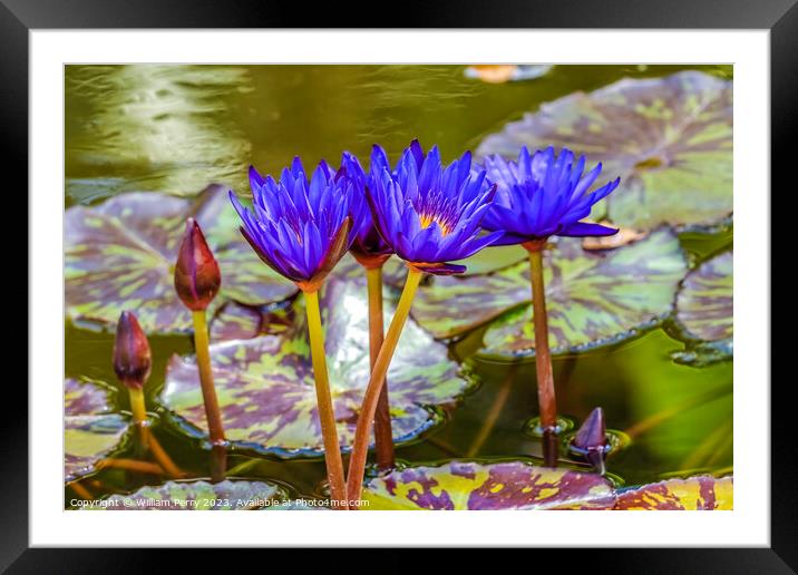 Blue Nymphea Water Lily Fairchild Garden Coral Gables Florida Framed Mounted Print by William Perry