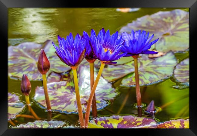 Blue Nymphea Water Lily Fairchild Garden Coral Gables Florida Framed Print by William Perry