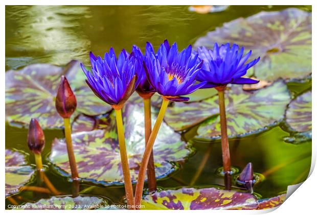 Blue Nymphea Water Lily Fairchild Garden Coral Gables Florida Print by William Perry