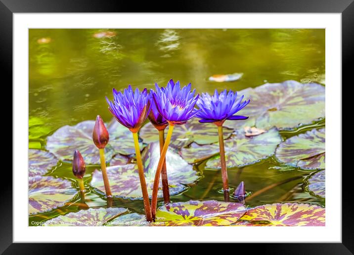 Blue Nymphea Water Lily Fairchild Garden Coral Gables Florida Framed Mounted Print by William Perry