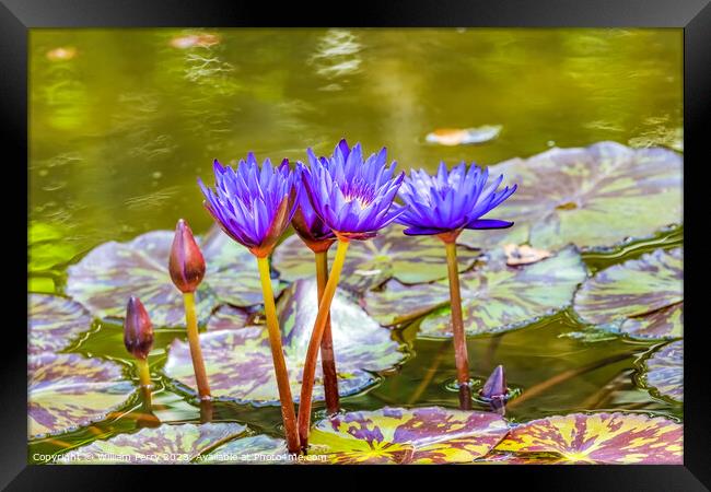 Blue Nymphea Water Lily Fairchild Garden Coral Gables Florida Framed Print by William Perry