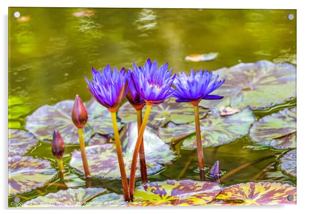 Blue Nymphea Water Lily Fairchild Garden Coral Gables Florida Acrylic by William Perry