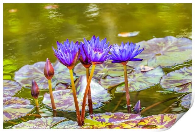 Blue Nymphea Water Lily Fairchild Garden Coral Gables Florida Print by William Perry