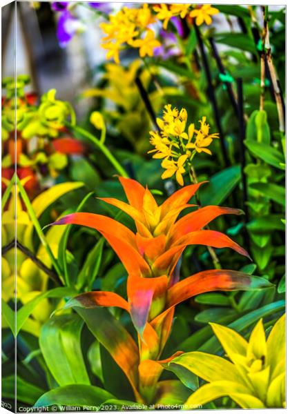 Orange Flower Drophead Tufted Airplant Fairchild Florida Canvas Print by William Perry