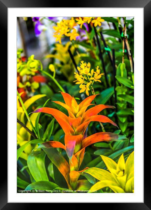 Orange Flower Drophead Tufted Airplant Fairchild Florida Framed Mounted Print by William Perry