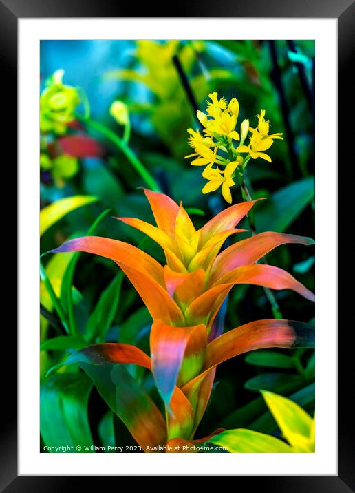 Orange Flower Drophead Tufted Airplant Fairchild Garden Coral Ga Framed Mounted Print by William Perry