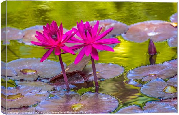 Pink Nymphea Water Lily Fairchild Garden Coral Gables Florida Canvas Print by William Perry