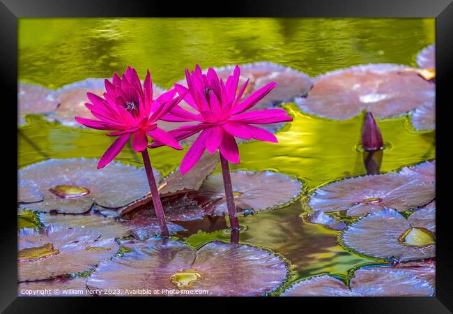 Pink Nymphea Water Lily Fairchild Garden Coral Gables Florida Framed Print by William Perry