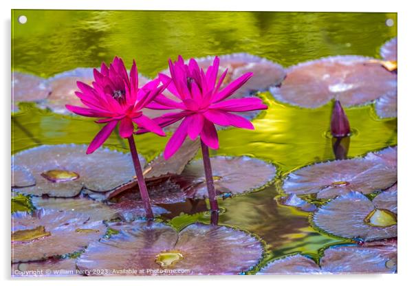 Pink Nymphea Water Lily Fairchild Garden Coral Gables Florida Acrylic by William Perry