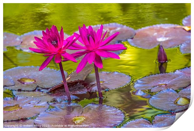 Pink Nymphea Water Lily Fairchild Garden Coral Gables Florida Print by William Perry