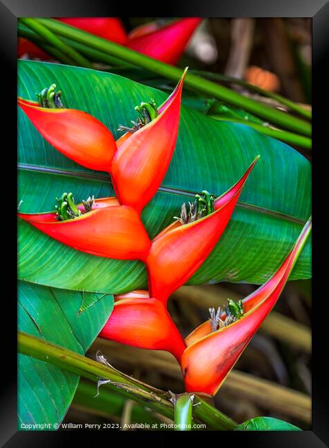 Red Flowers Hanging Lobster Claws Fairchild Garden Coral Gables  Framed Print by William Perry