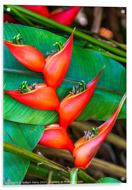 Red Flowers Hanging Lobster Claws Fairchild Garden Coral Gables  Acrylic by William Perry