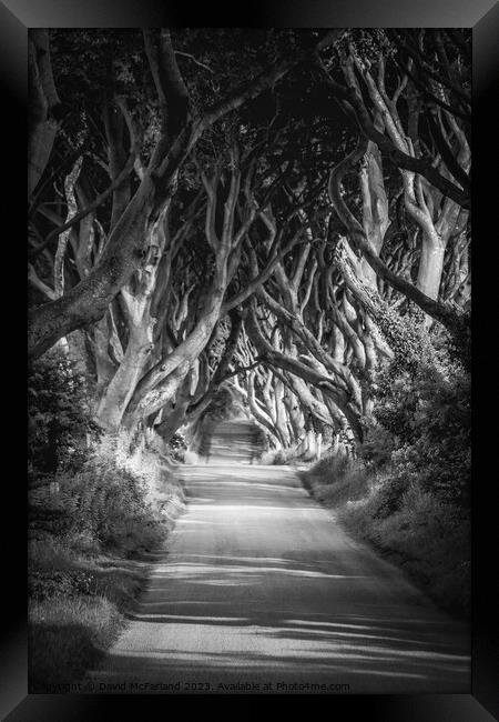 Enchanted Pathway under the Dark Hedges Framed Print by David McFarland