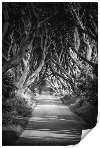Enchanted Pathway under the Dark Hedges Print by David McFarland