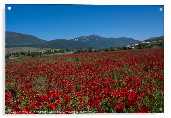 Capestrano Poppies, The Abruzzo, Italy Acrylic by Creative Photography Wales