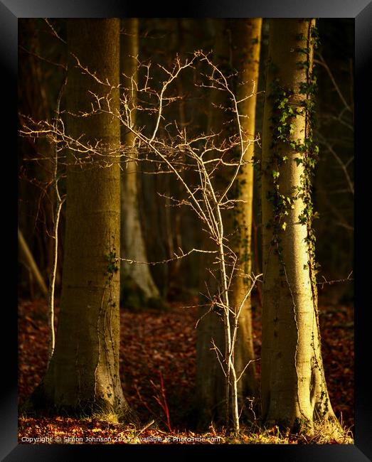 Woodland light Framed Print by Simon Johnson